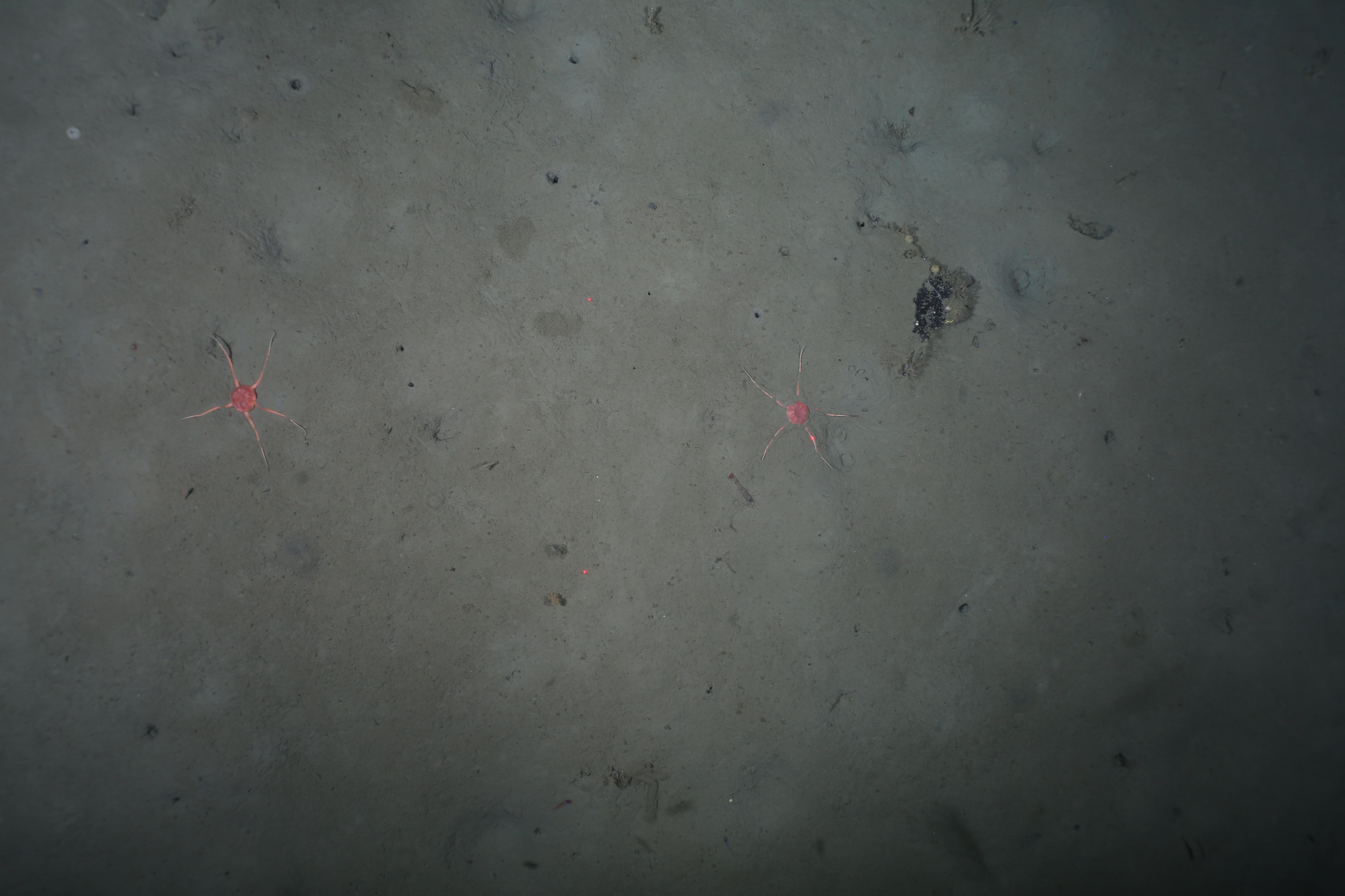 Benthic ecosystem example